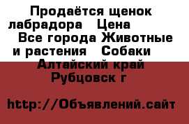 Продаётся щенок лабрадора › Цена ­ 30 000 - Все города Животные и растения » Собаки   . Алтайский край,Рубцовск г.